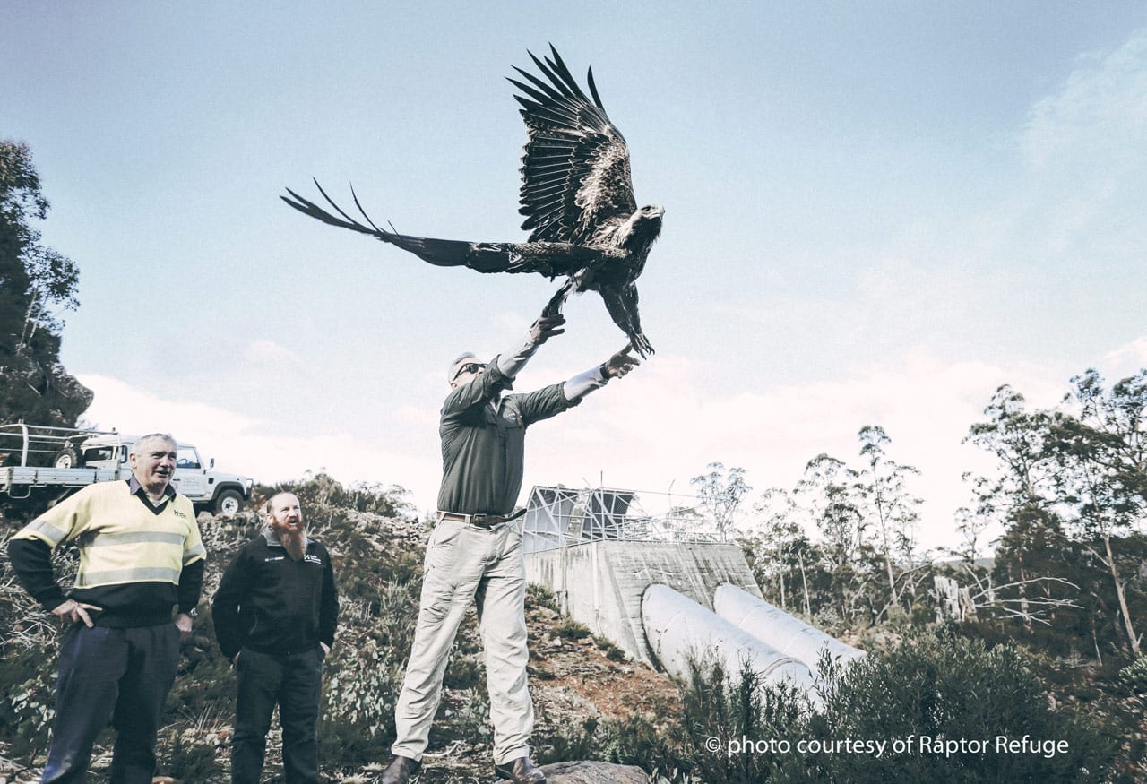 Raptor Refuge eagle release by Craig Webb