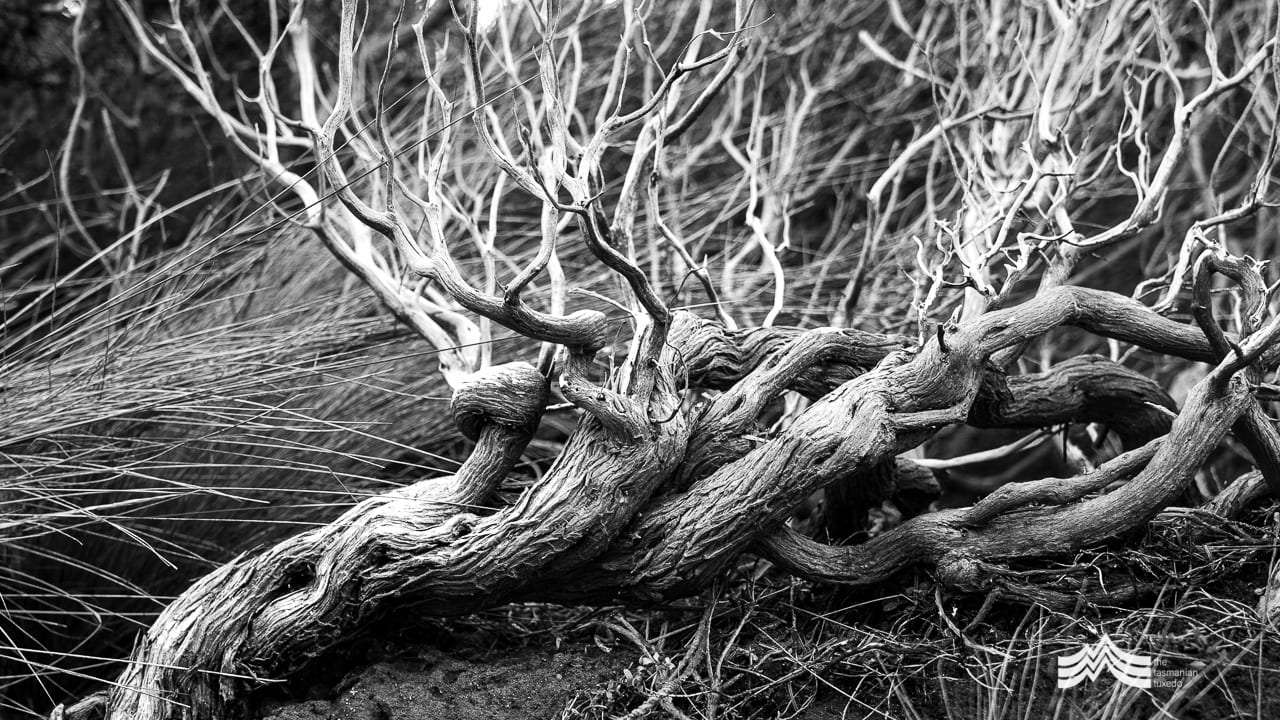twisted branch remarkable caves Tasmania